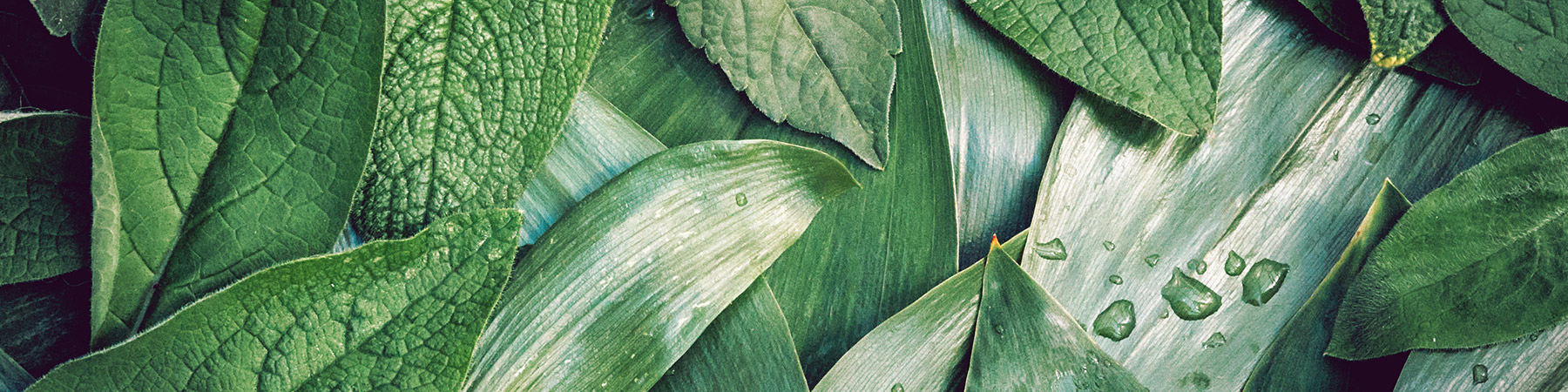 Zahnmedizin am Marktplatz